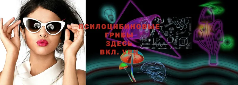 Галлюциногенные грибы Psilocybe  Новодвинск 